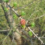"Blooming" Larches
 /  